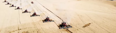 Row of Combines Harvesting