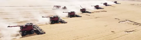 Row of Combines Harvesting